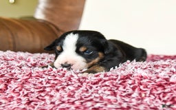 Greater Swiss Mountain Dog dogs for sale: Frances - Image 12