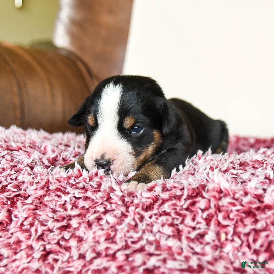 Greater Swiss Mountain Dog dogs for sale: Frances - Image 12