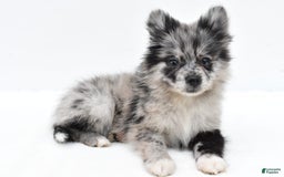 Pomeranian dogs for sale: Dolly - Image 7