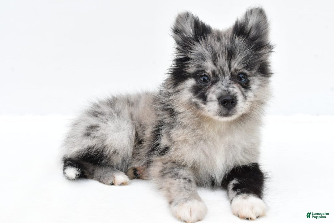 Pomeranian dogs for sale: Dolly - Image 7