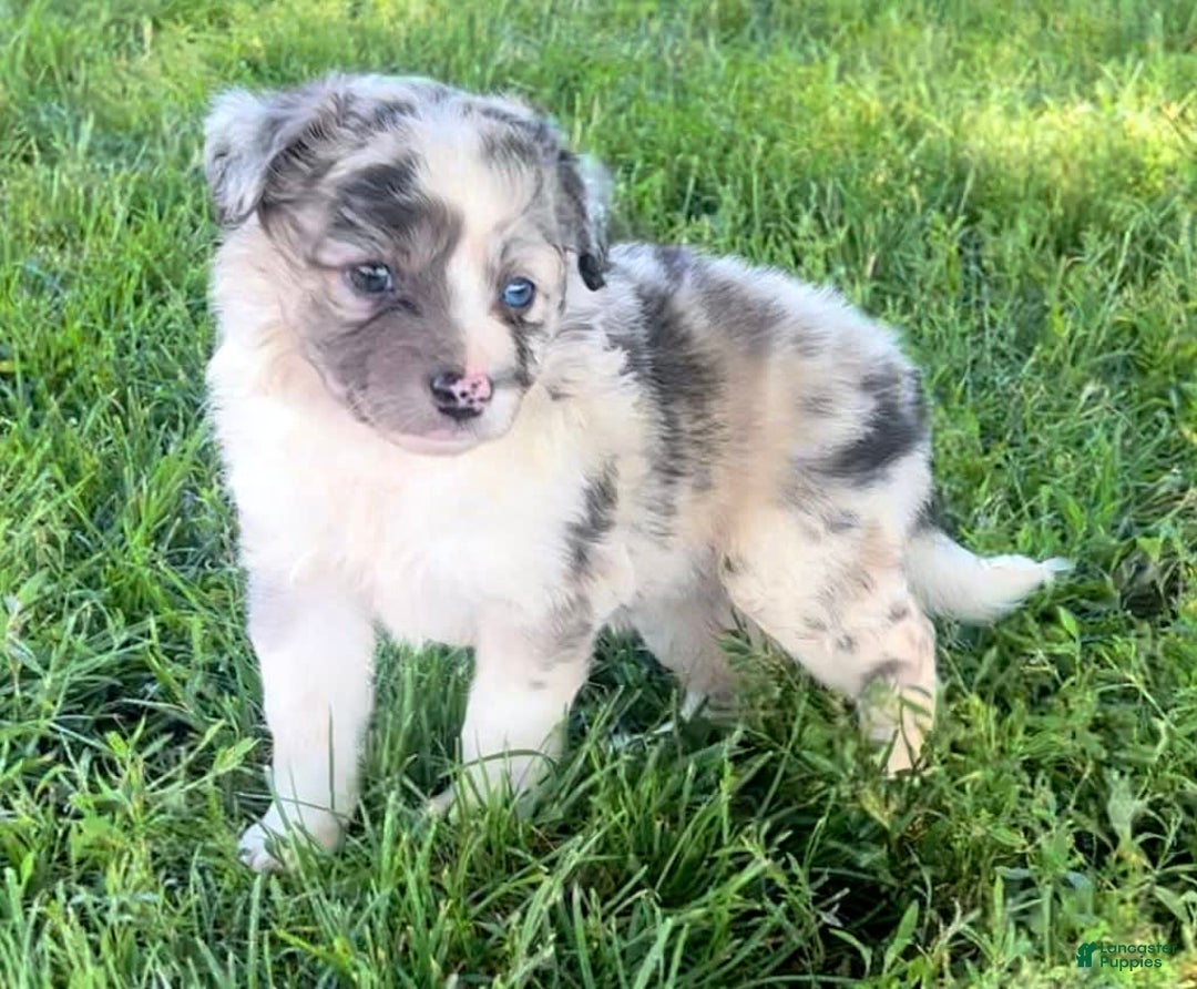 Mini Aussiedoodle dogs for sale: Talli - Listing for pets: Jasmine, Talli, Kya, Lani, Lucy, Bean, Baxter - Image 5