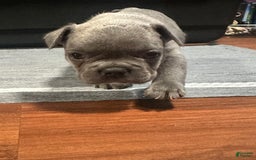 French Bulldog dogs for sale: Hulk - Image 6
