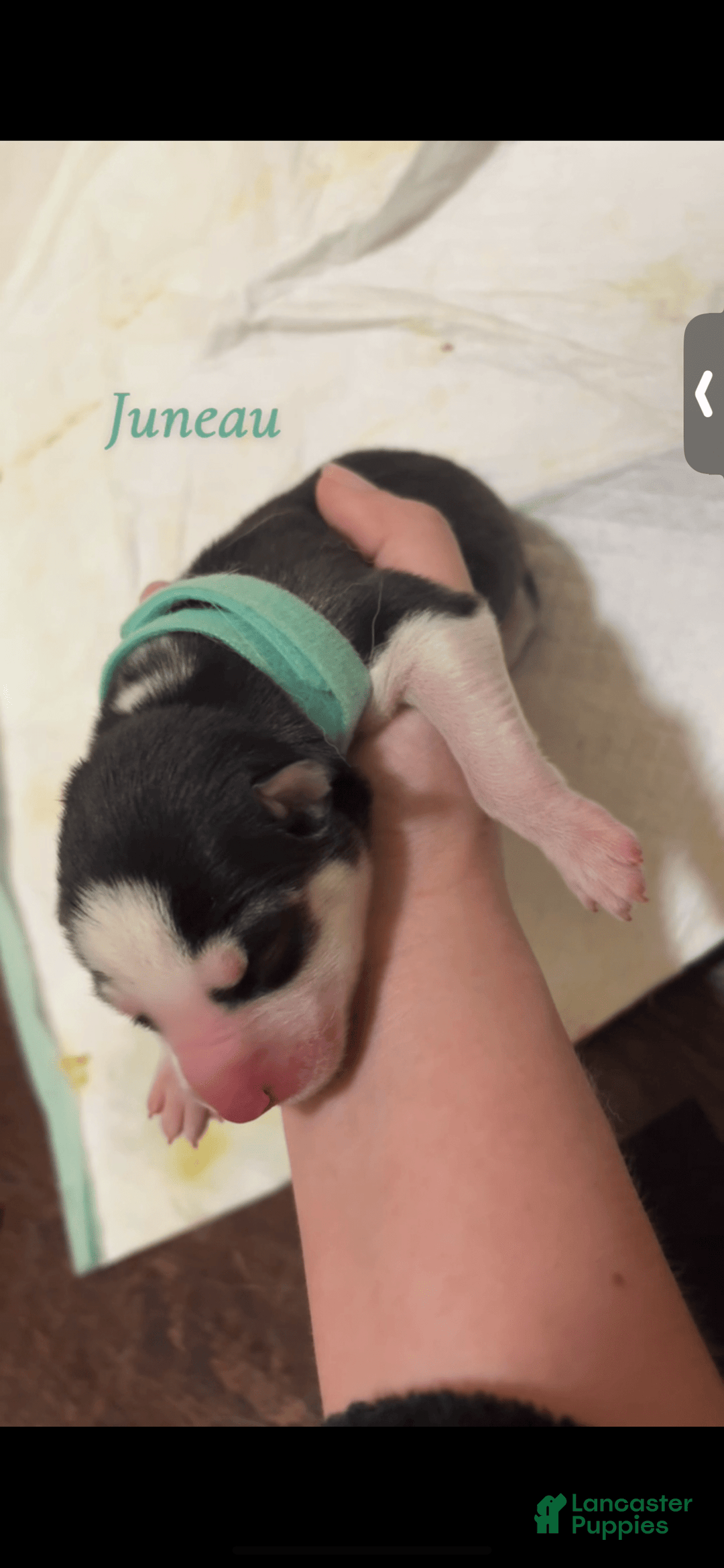 Siberian Husky dogs for sale: Juneau - Image 1