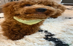 Mini Goldendoodle dogs for sale: Remy - Image 1