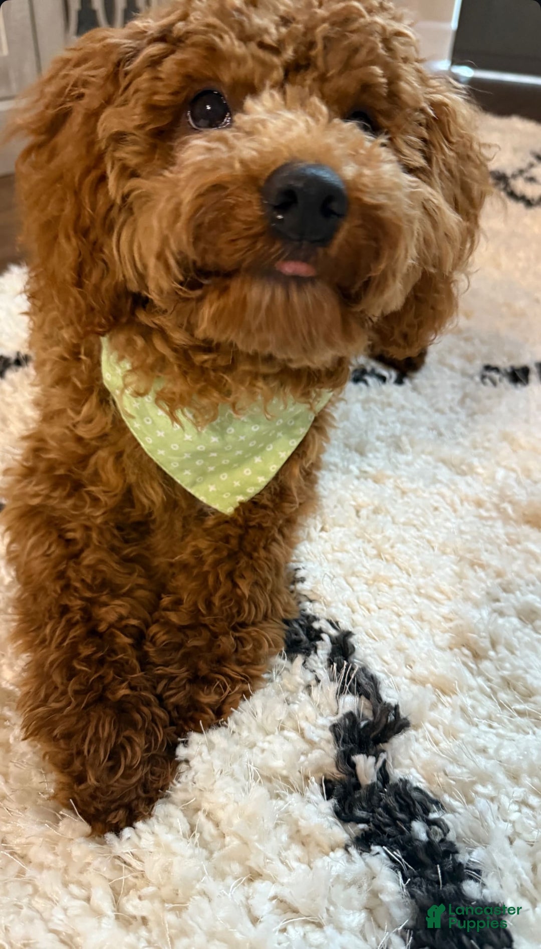 Mini Goldendoodle dogs for sale: Remy - Image 1