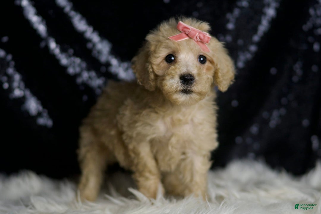 Mini Goldendoodle dogs for sale: Duckie - Image 6