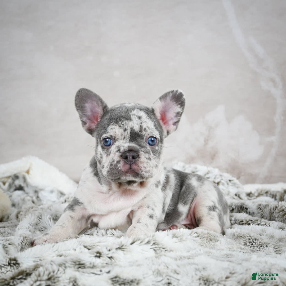 French Bulldog dogs for sale: French Bulldog 6 puppies - Image 21
