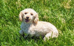 Cockapoo dogs for sale: Ruffnut - Image 17