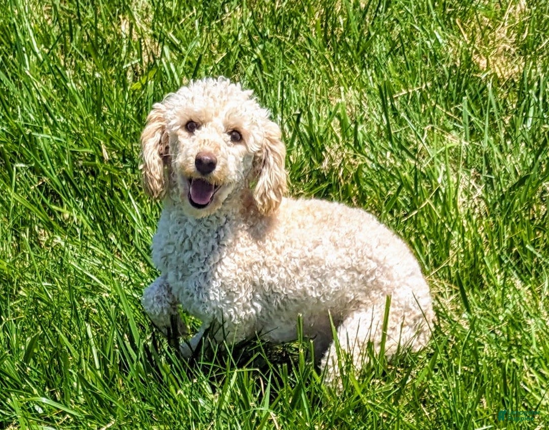 Cockapoo dogs for sale: Ruffnut - Image 17