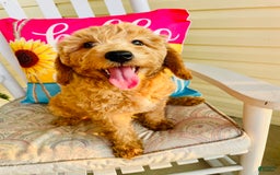 Mini Goldendoodle dogs for sale: Donut - Image 5
