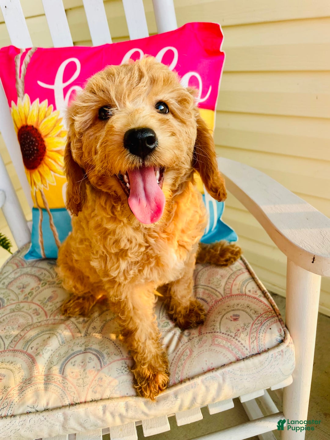 Mini Goldendoodle dogs for sale: Donut - Image 5