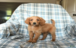 Goldendoodle dogs for sale: Sophie - Image 1