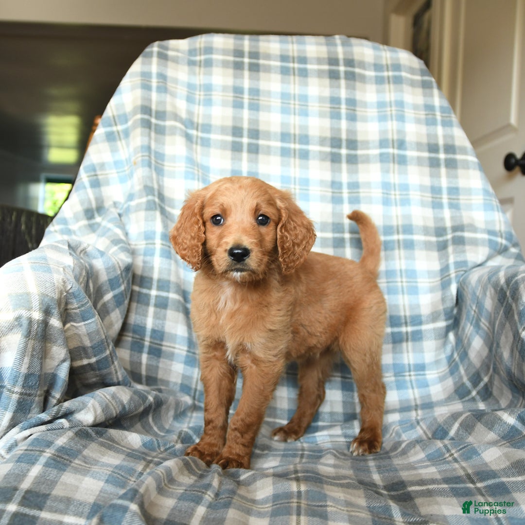 Goldendoodle dogs for sale: Sophie - Image 1