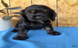 Cocker Spaniel dogs for sale: Tara - Image 1