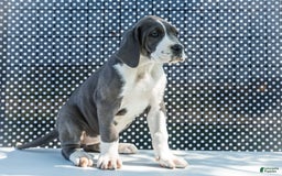 Great Dane dogs for sale: Missy - Image 10
