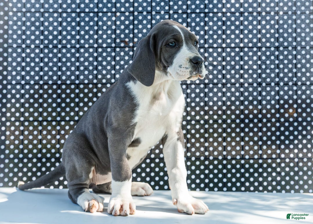 Great Dane dogs for sale: Missy - Image 10
