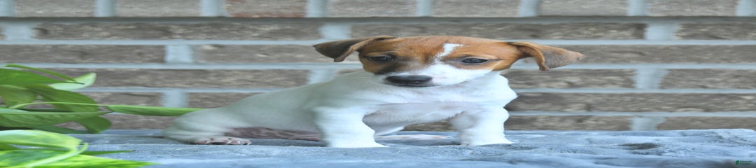 Riley