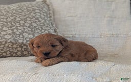 Mini Goldendoodle dogs for sale: F1b Lucy - Image 2