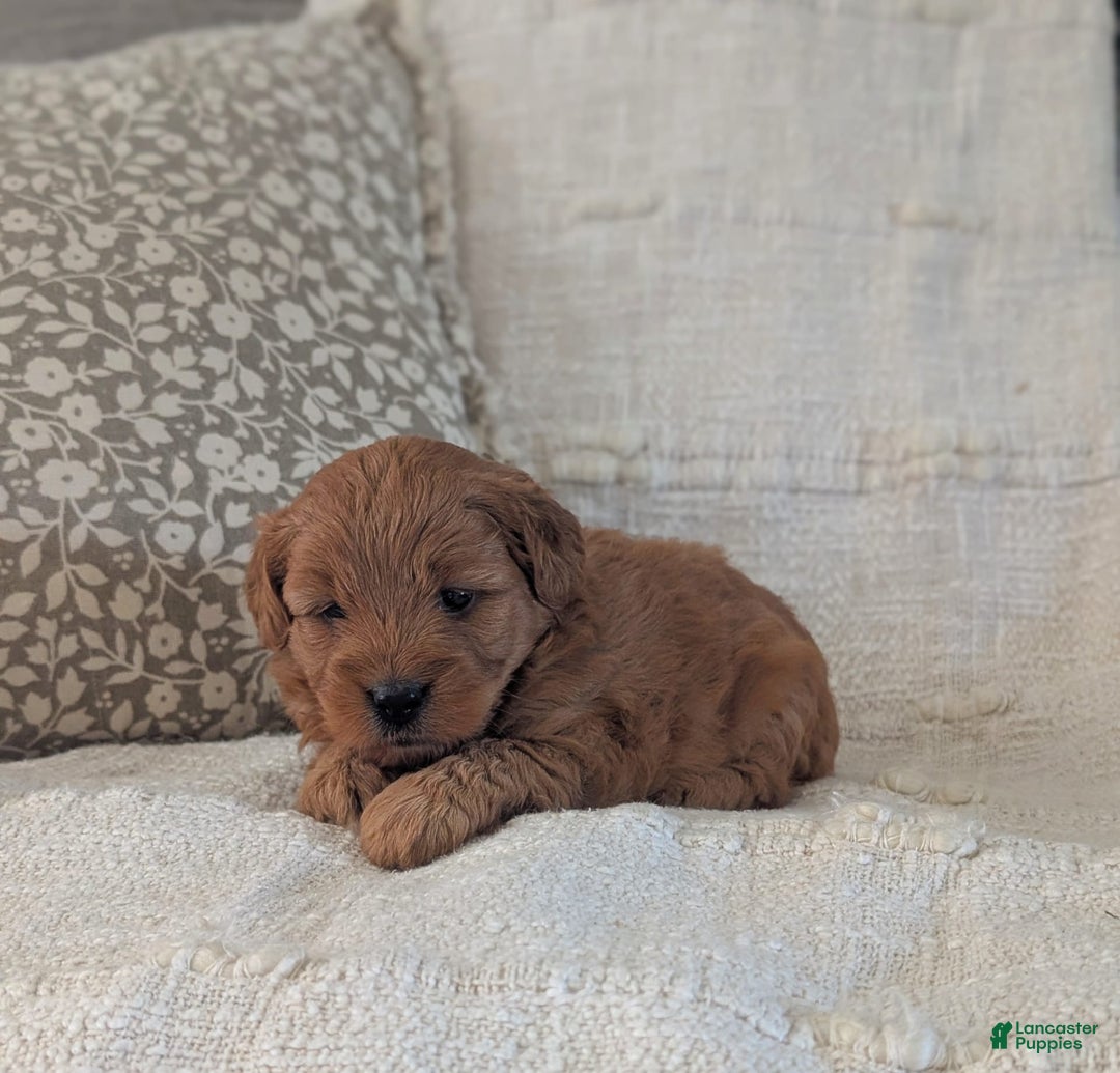 Mini Goldendoodle dogs for sale: F1b Lucy - Image 2