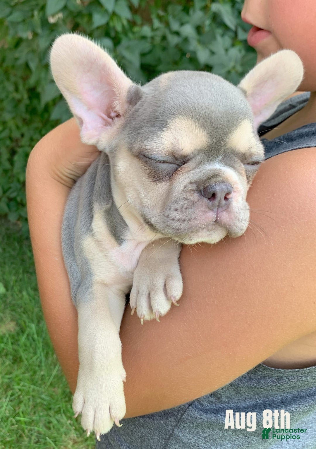French Bulldog dogs for sale: Flower - Image 2