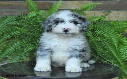 Mini Aussiedoodle dogs for sale: Cody - Image 1