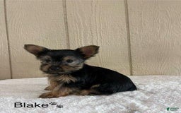 Yorkshire Terrier dogs for sale: Blake - Image 5
