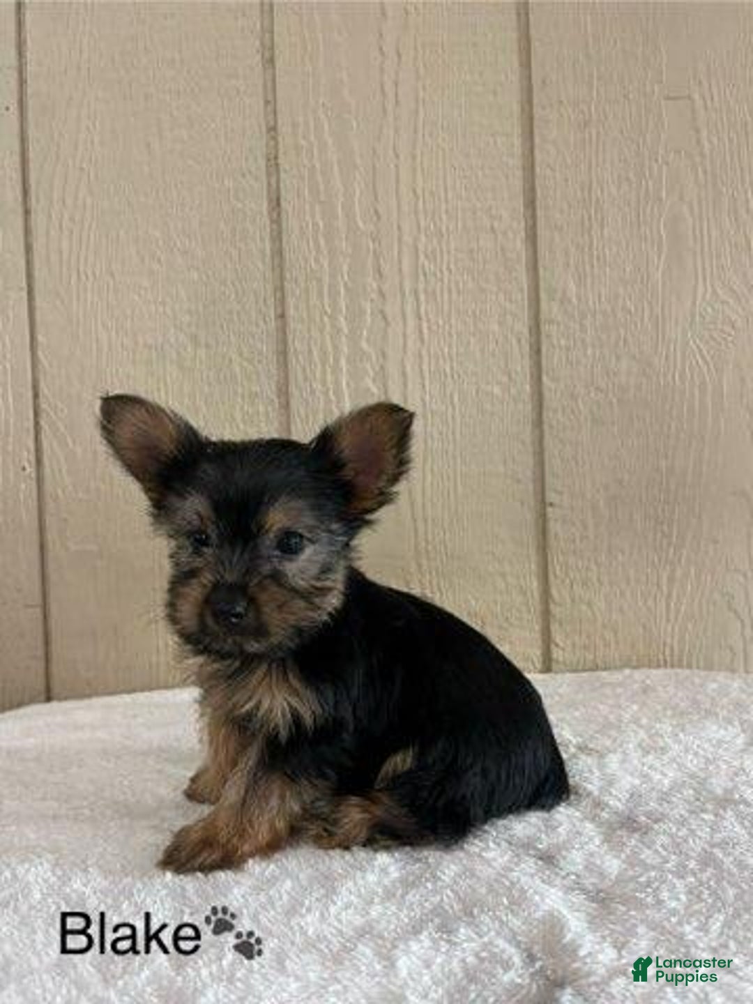 Yorkshire Terrier dogs for sale: Blake - Image 5