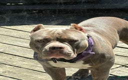American Bully dogs for sale: Foots - Image 4