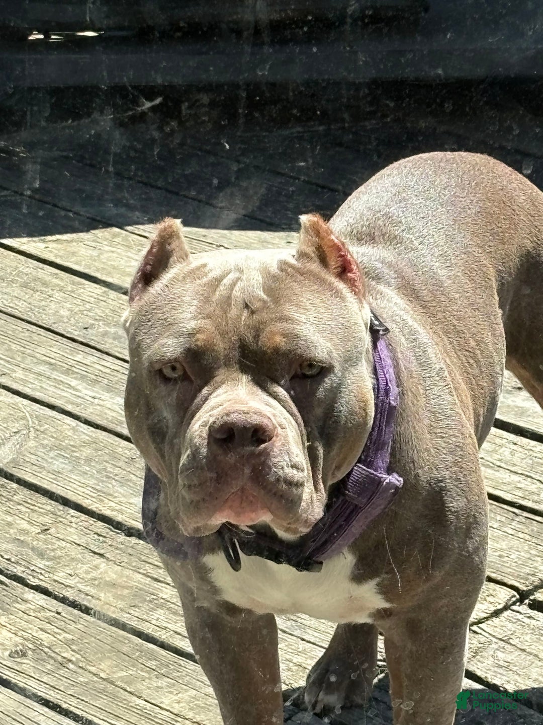 American Bully dogs for sale: Foots - Image 4