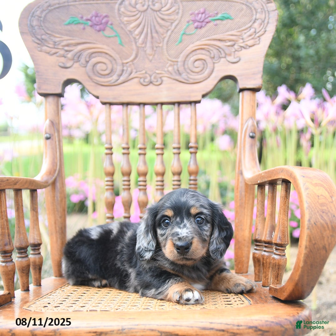 Miniature Dachshund dogs for sale: Trevor - Image 1