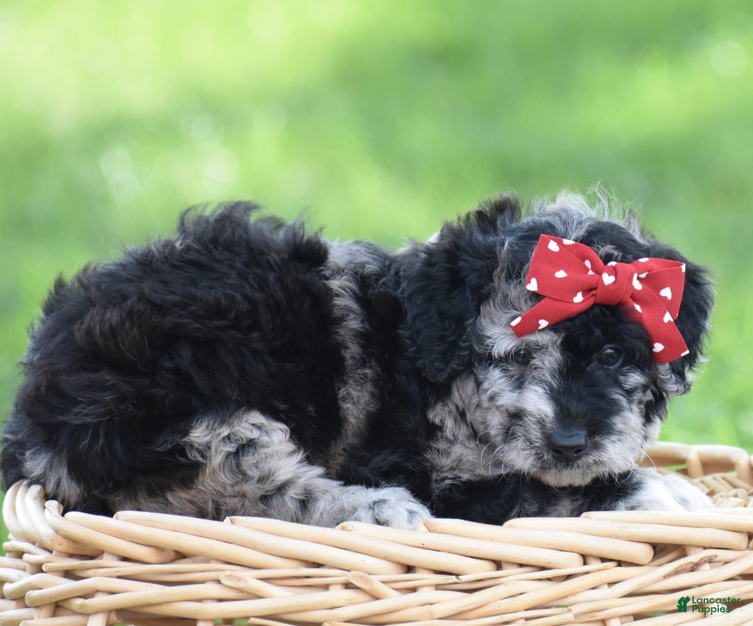 Mini Goldendoodle dogs for sale: Devonte - Image 1