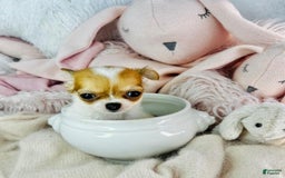 Chihuahua dogs for sale: Cynthia Teacup/pocketbook - Image 1
