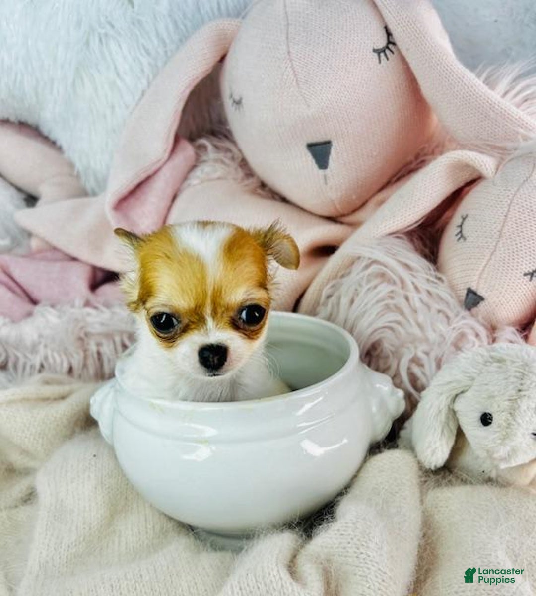 Chihuahua dogs for sale: Cynthia Teacup/pocketbook - Image 1