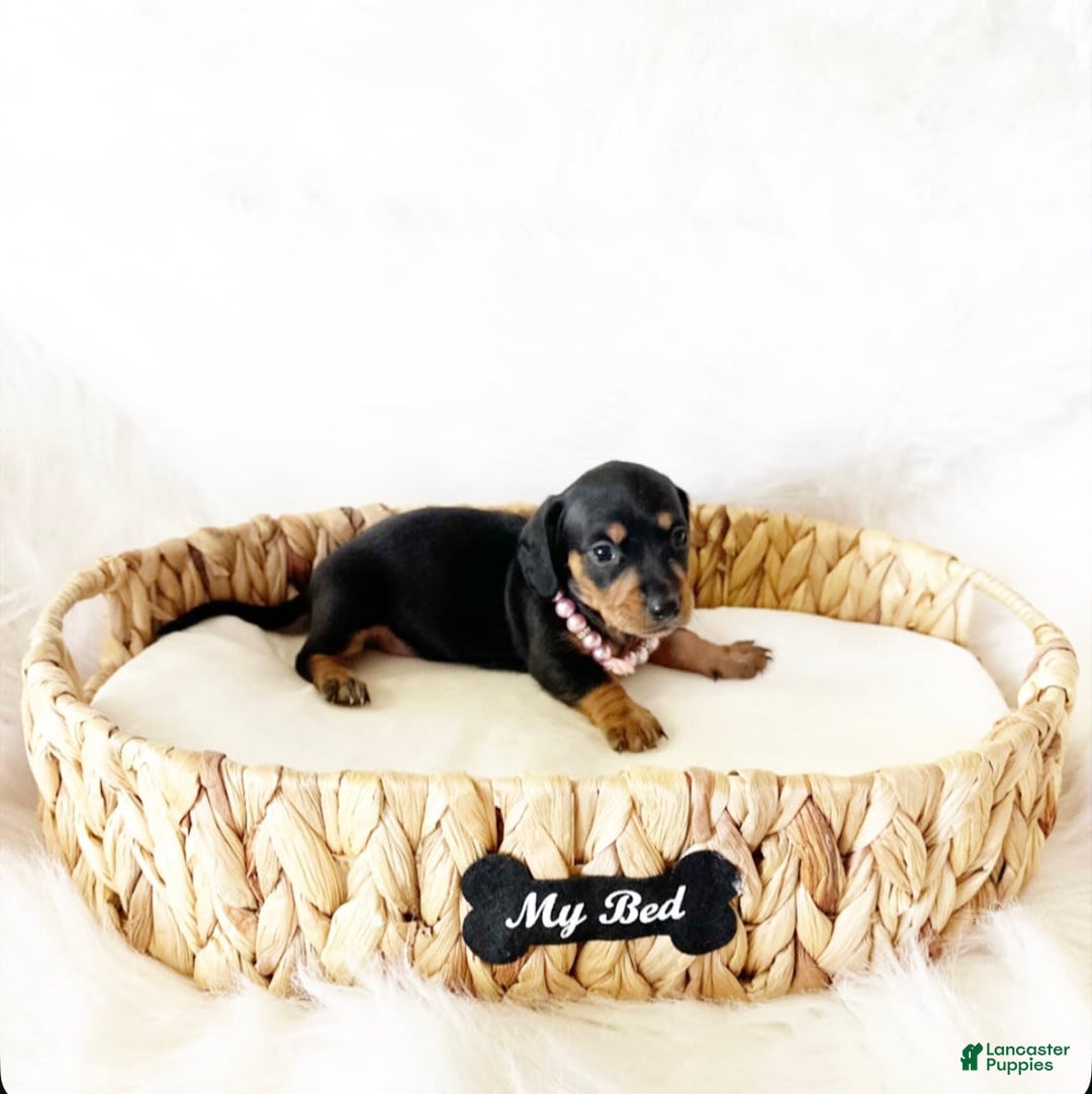 Miniature Dachshund dogs for sale: Akc Amber - Image 1