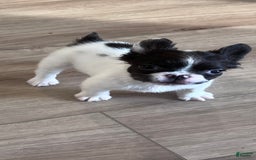 French Bulldog dogs for sale: Little - Image 1