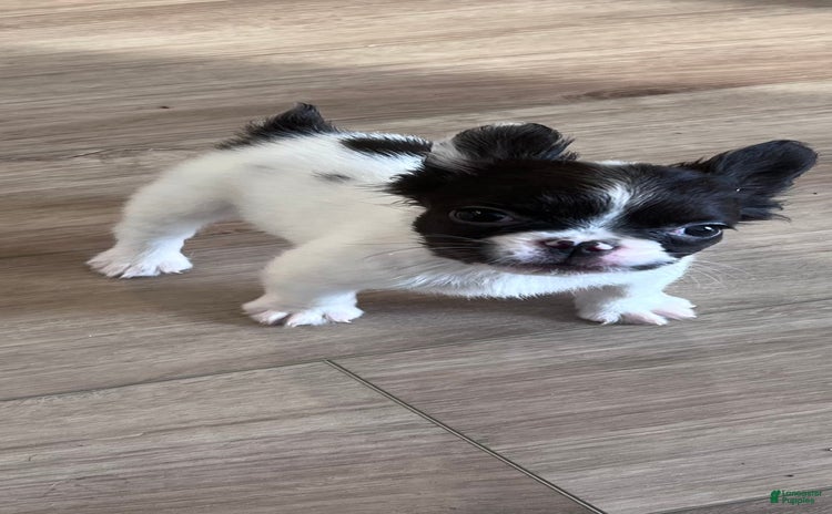 French Bulldog dogs for sale - Ad 2