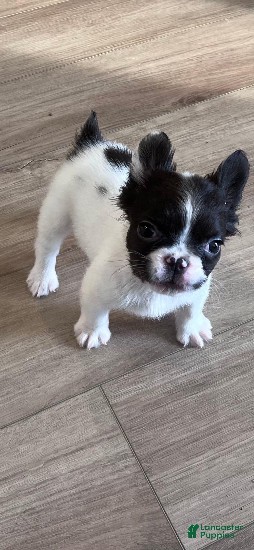 French Bulldog dogs for sale: Little - Image 1