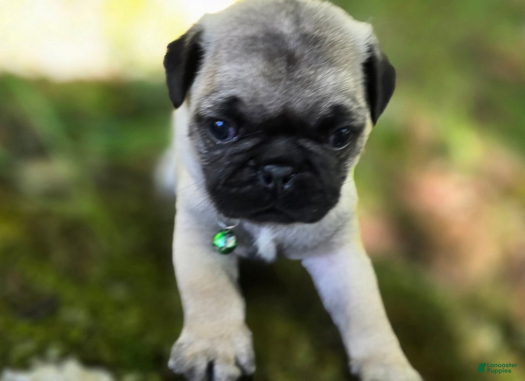 Pug dogs for sale: Derek - Image 12