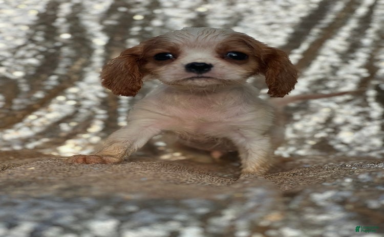Cavalier King Charles Spaniel dogs for sale - Ad 2
