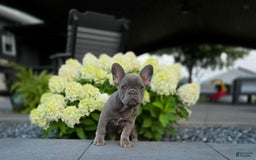 French Bulldog dogs for sale: Remi - Image 9