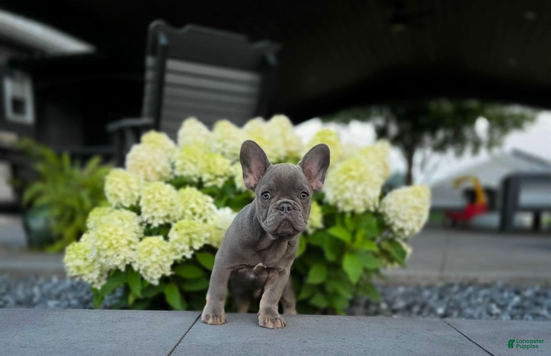 French Bulldog dogs for sale: Remi - Image 9