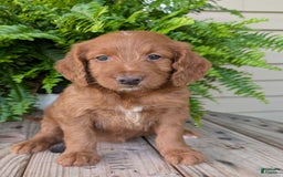 Goldendoodle dogs for sale: Ellie - Image 14