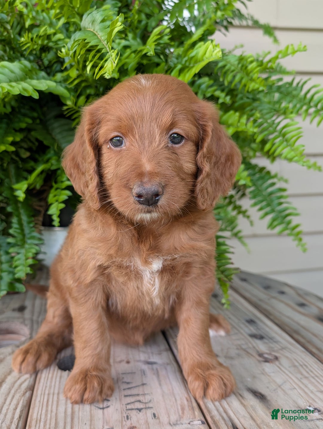 Goldendoodle dogs for sale: Ellie - Image 14
