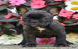 French Bulldog dogs for sale: French Bulldog 5 puppies - Image 2