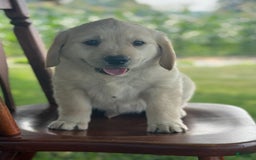 Golden Retriever dogs for sale: Friendly Fern - Image 3