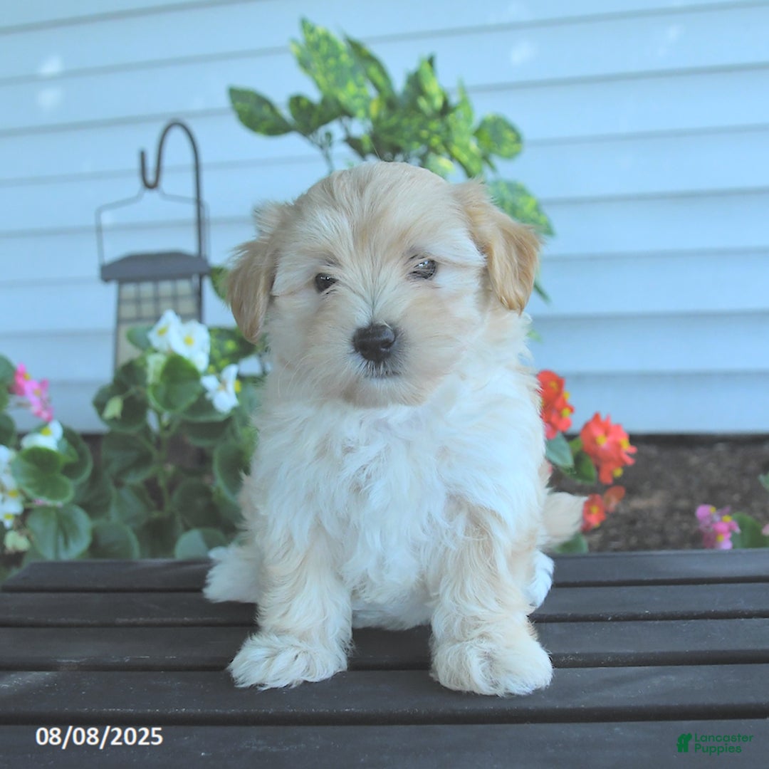 Maltipoo dogs for sale: Barbie - Image 1