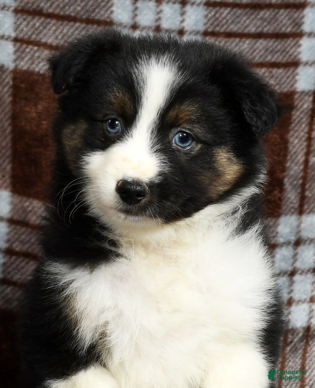 Australian Shepherd dogs for sale: Beulah - Image 3