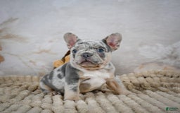 French Bulldog dogs for sale: Raven - Image 2