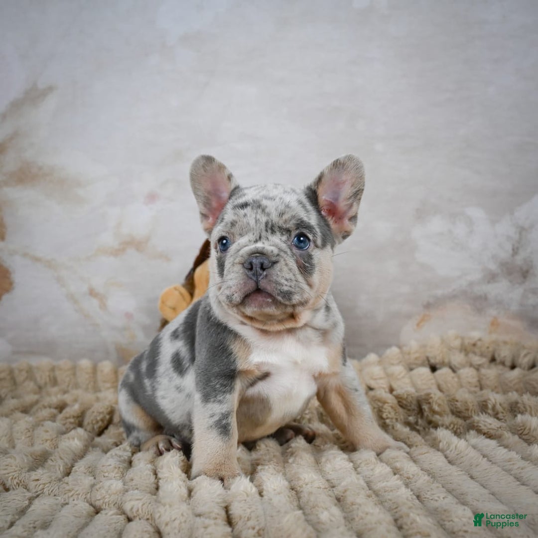 French Bulldog dogs for sale: Raven - Image 2