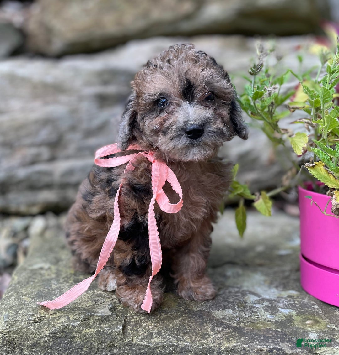 Miniature Poodle dogs for sale: Tori - Image 3